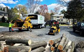 Best Tree Health Inspection  in Hallstead, PA