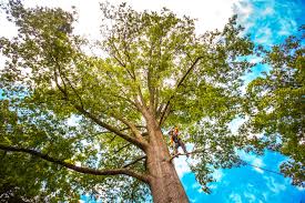 Best Pest Control for Lawns  in Hallstead, PA