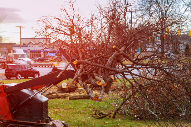Trusted Hallstead, PA Tree Care Experts