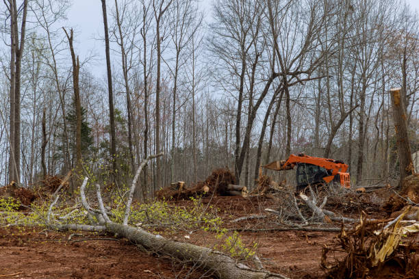 Best Seasonal Cleanup (Spring/Fall)  in Hallstead, PA