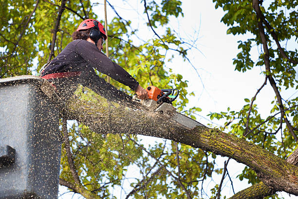 Best Arborist Consultation Services  in Hallstead, PA