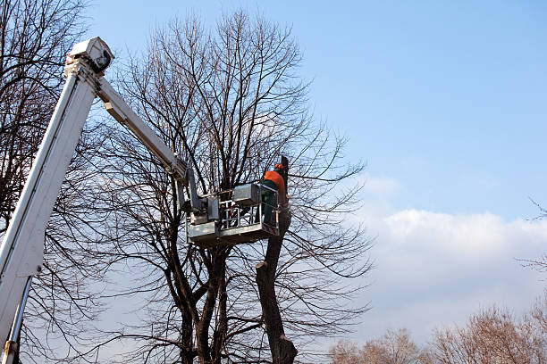 Tree and Shrub Care in Hallstead, PA