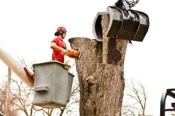 Best Lawn Dethatching  in Hallstead, PA